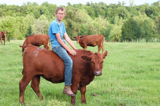 Teenage boy sitting on a red angus heifer yearling